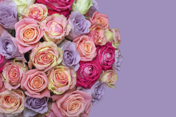 Bunch of multi-colored roses over lilac, purple. Selective focus with sample text