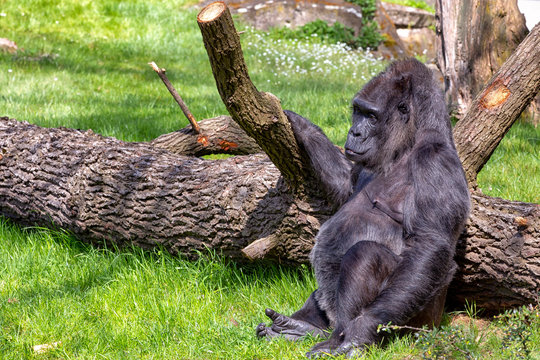 Female western lowland gorilla (Gorilla gorilla gorilla) chilling at a fallen tree on green grass.