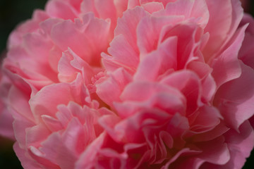 Pink peony in the garden, blur, close-up, background.