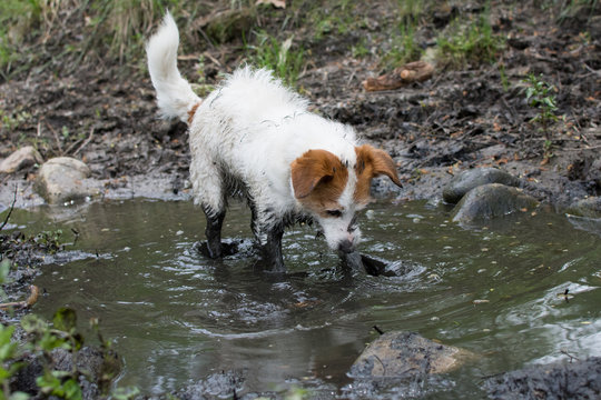 MUDDY DIRTY DOG PLAYING IN A MUD PUDDLE