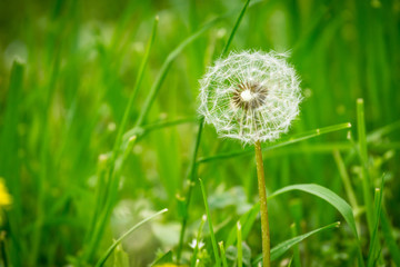 One isolated dandelion on spring with green natural background