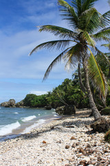 Vertically exposed palm tree on white sand beach.