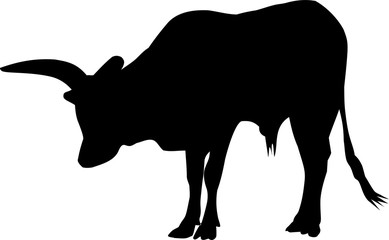 Silhouette of an Indian bull