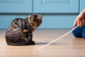 Boy is playing with kitten. Cat is hunting on plastic straw.