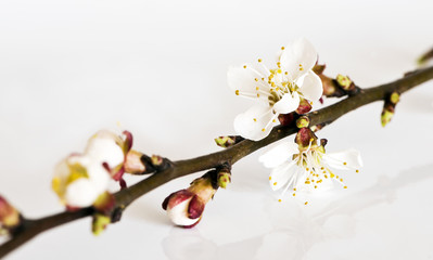 Twig of fruit tree with blossoms and buds