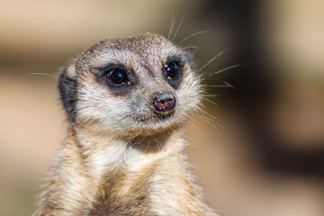 Erdmännchen