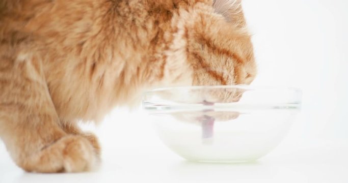 Cute ginger cat lapping milk from a transparent glass bowl. Fluffy pet drinking tasty beverage.