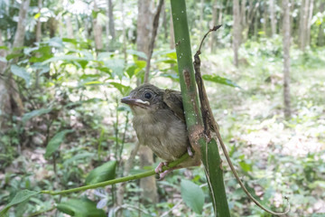 Birds are growing, Birds are leaving the nest ready to fly.