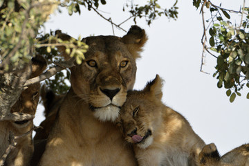 calin de lionceau