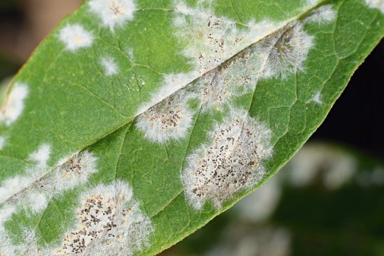 Detail of powdery mildew, plant disease