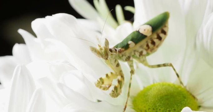 Creobroter meleagris mantis in flower.