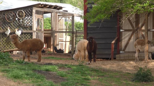 Georgia, Hall County, Alpacas And Chickens On A Farm In Rural Hall County, GA