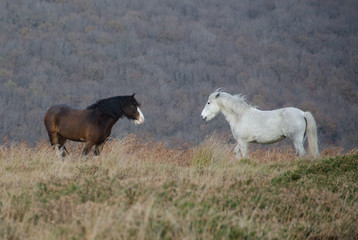 Horses