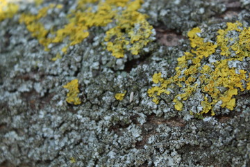 Texture of tree bark with moss