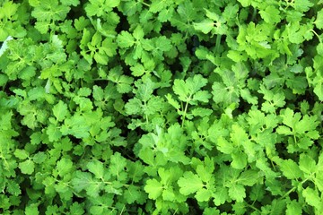 Fototapeta premium Texture of leaves