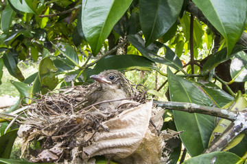 Birds are growing, Birds are leaving the nest ready to fly.