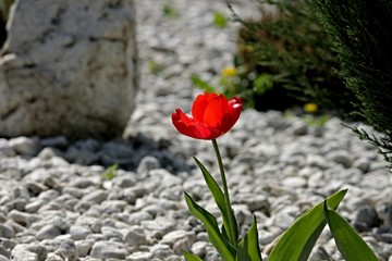 rote Tulpe im Steingarten