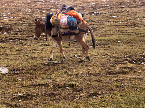 Esel als Lasttiere gehen über eine Hochebene im Himalaya in Uttarakhand Indien