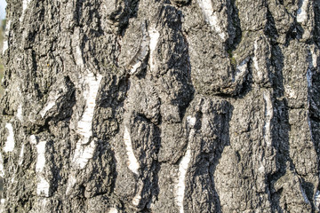 Birch tree bark