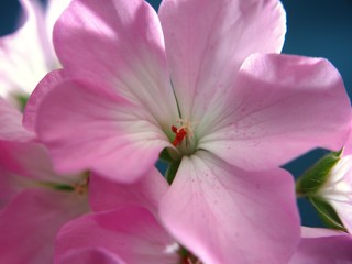 Obraz premium Buds of flowers geranium. The petals are pink. Houseplant.