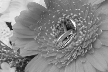 Wedding rings on gerbera flower. Black and white. 
