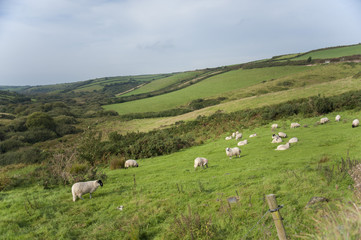 Fototapeta na wymiar Irish sheep grazing