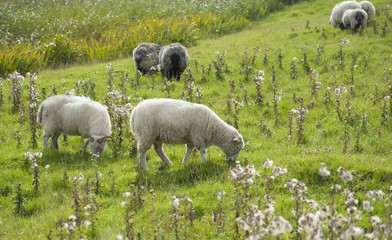 Obraz premium Irish sheep grazing
