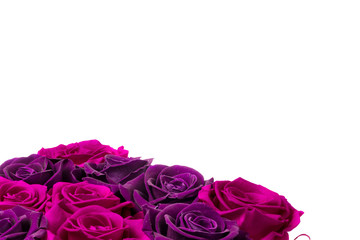magenta and purple roses on white background with plenty of room for text