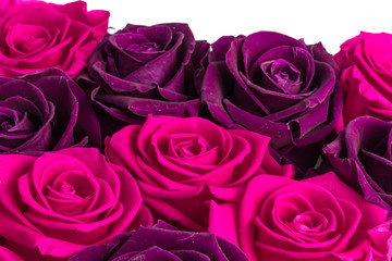texture of magenta and wild purple roses with white background