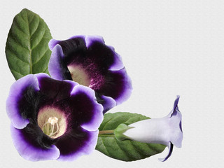 Beautiful floral background of purple gloxinia 