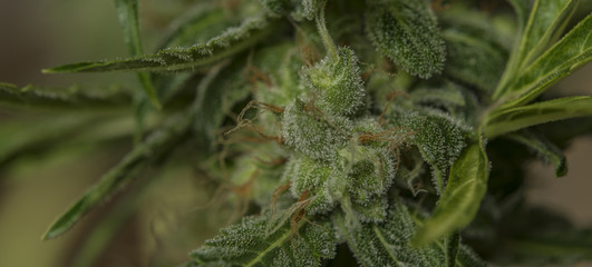 Macro view for OG kush variety of medical marijuana