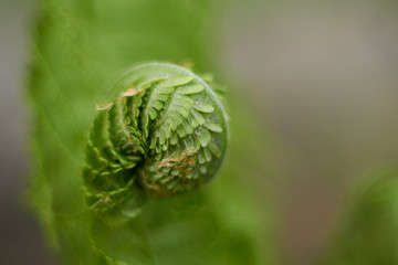 young fern in garden © Freddy
