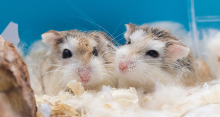 Roborovski hamster