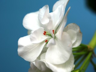 Fototapeta na wymiar Buds of flowers geranium. The petals are white. Houseplant.