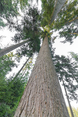 Fototapeta premium towering trees of the temperate rain forest on Bowen Island, BC, Canada.