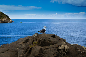 Seagull On The Rocks With Sea In Background in sunny day