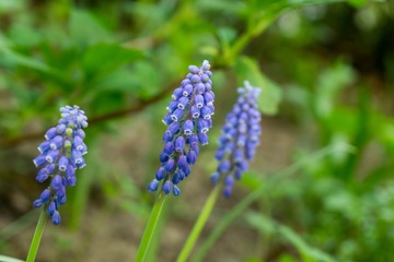 Blue Muscari flower. Slovakia