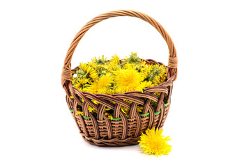Fototapeta na wymiar dandelion flower heads in a basket to make vegan honey and tea.