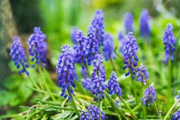 Fototapeta premium Blue Muscari flower. Slovakia