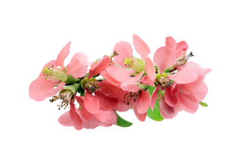 Chaenomeles in flower on white isolated background