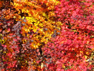 Autumn natural texture, small yellow, orange and red leaves