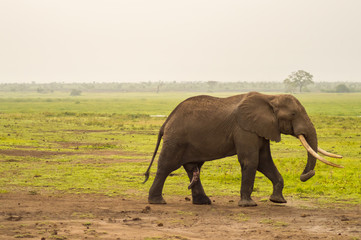 Fototapeta na wymiar Huge elephant isolated on the trail in the savannah of Amboseli Park in Kenya