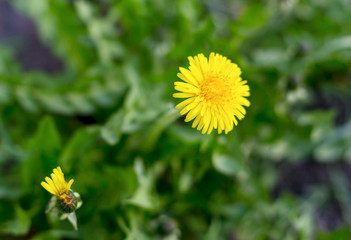 Close up view of blooming yellow dandelion