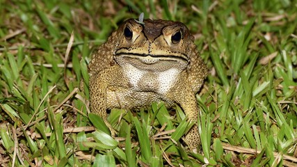 Frosch, Frösche, Kröte