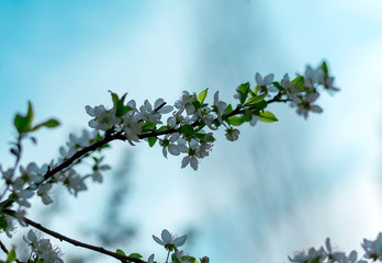 Blooming green tree with white flowers in spring on the bokeh background