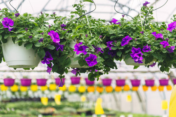 Pink surfinia flower at the garden center retail store. Growing flowers in a greenhouse