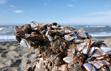 bivalve colony close up