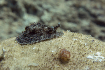 Nudibranch Dendrodoris tuberculosa. Picture was taken in the Banda sea, Ambon, West Papua, Indonesia