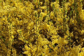 forsythia bush blossoming at spring