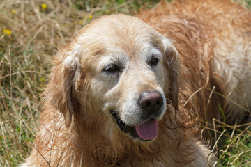 Portrait of a wet Golden Retriever